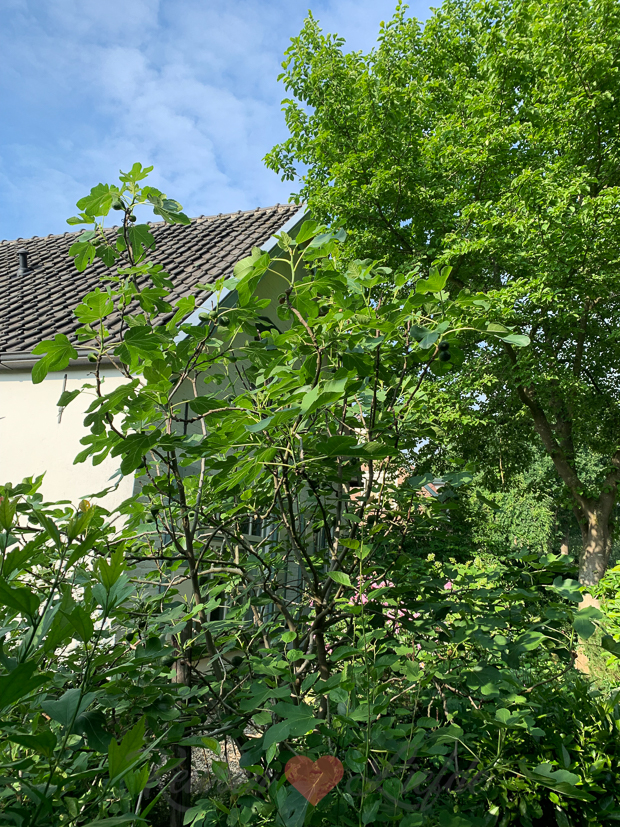 Een kijkje in de keuken week 26-2021