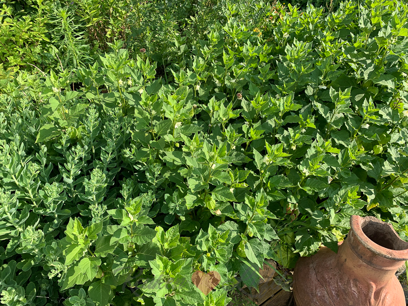 Een kijkje in de keuken week 26-2021