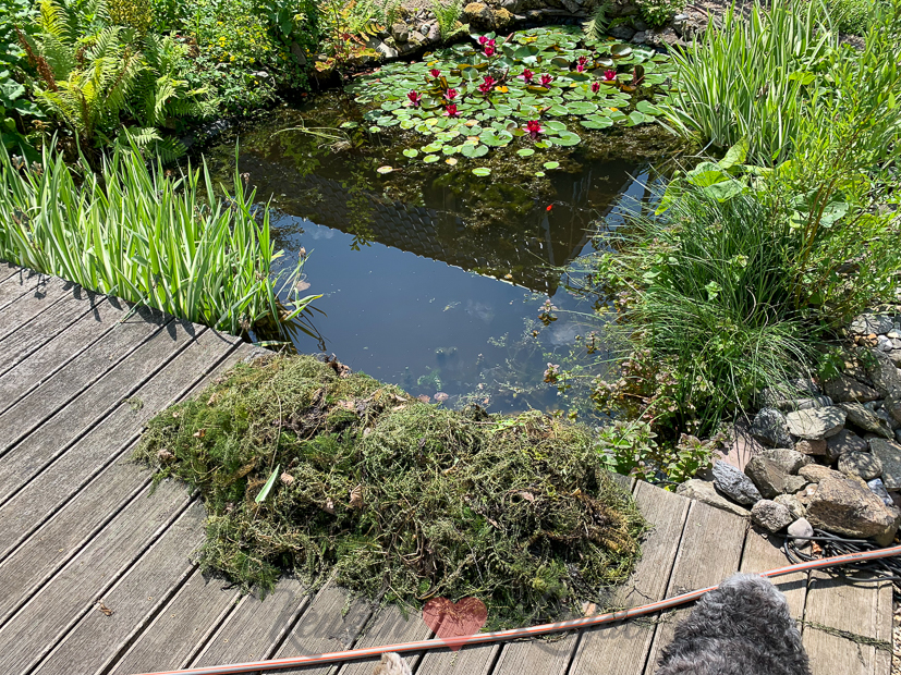 Een kijkje in de keuken week 26-2021