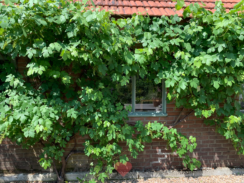 Een kijkje in de keuken week 26-2021