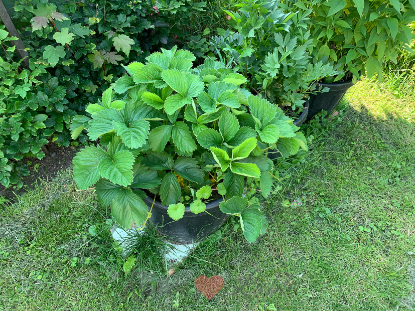 Een kijkje in de keuken week 26-2021