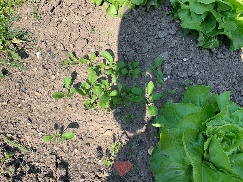 Een kijkje in de keuken week 26-2021