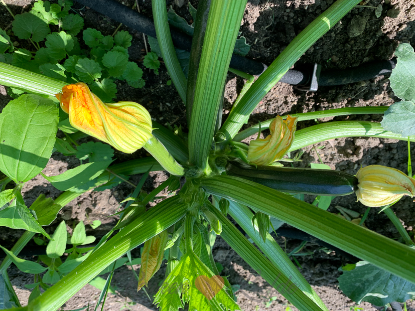 Een kijkje in de keuken week 26-2021