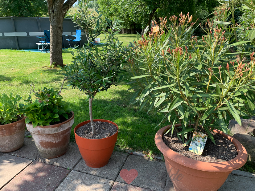 Een kijkje in de keuken week 26-2021