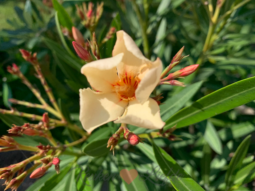 Een kijkje in de keuken week 26-2021