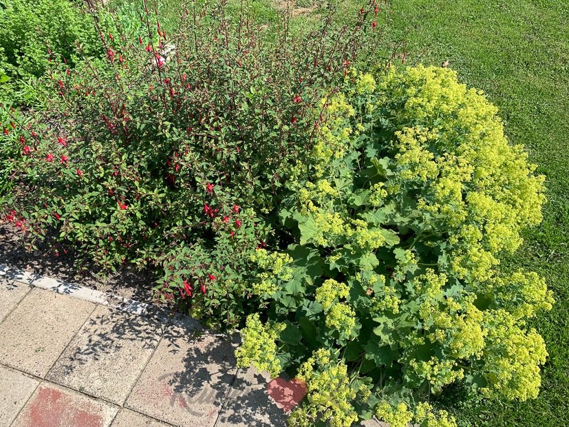 Een kijkje in de keuken week 26-2021