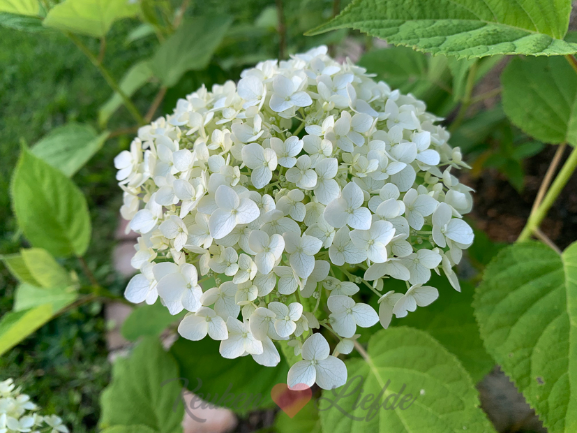 Een kijkje in de keuken week 28-2021
