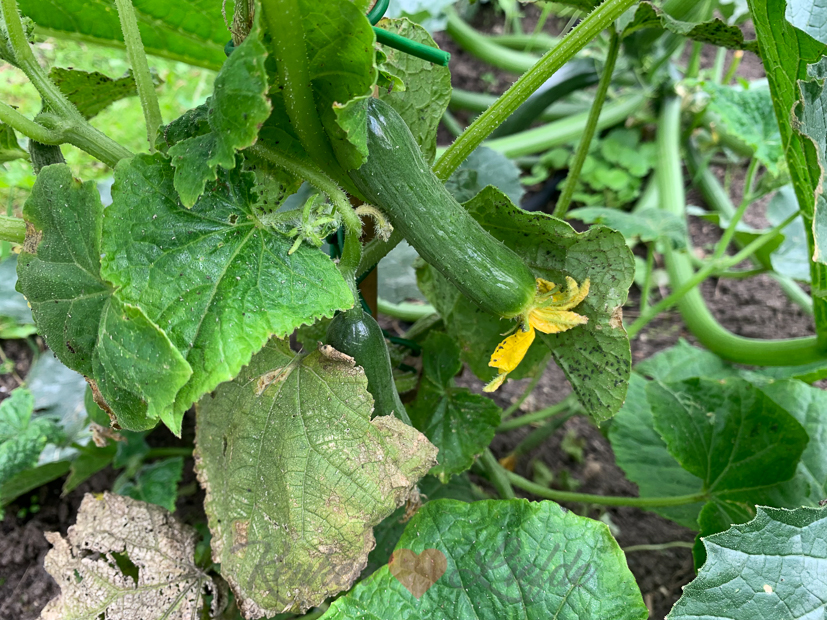 Een kijkje in de keuken week 28-2021