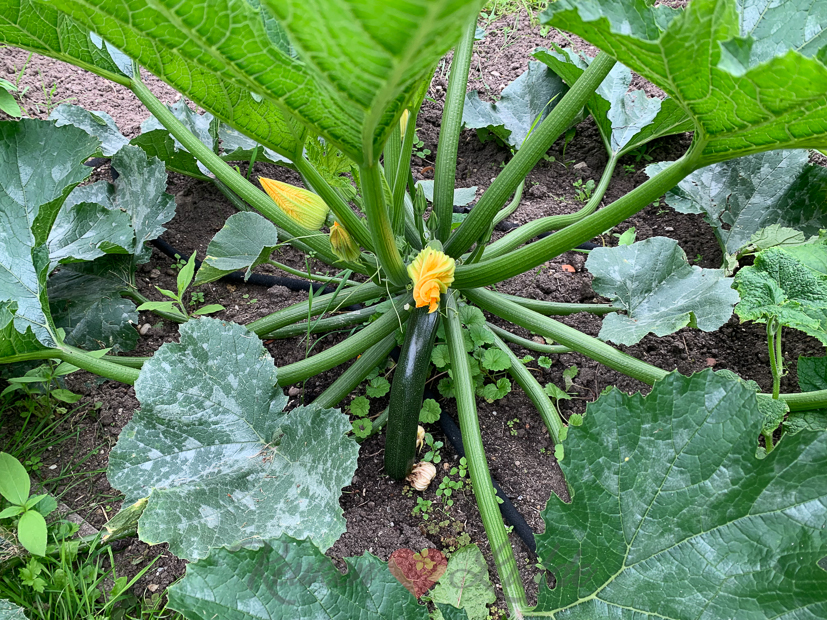 Een kijkje in de keuken week 28-2021