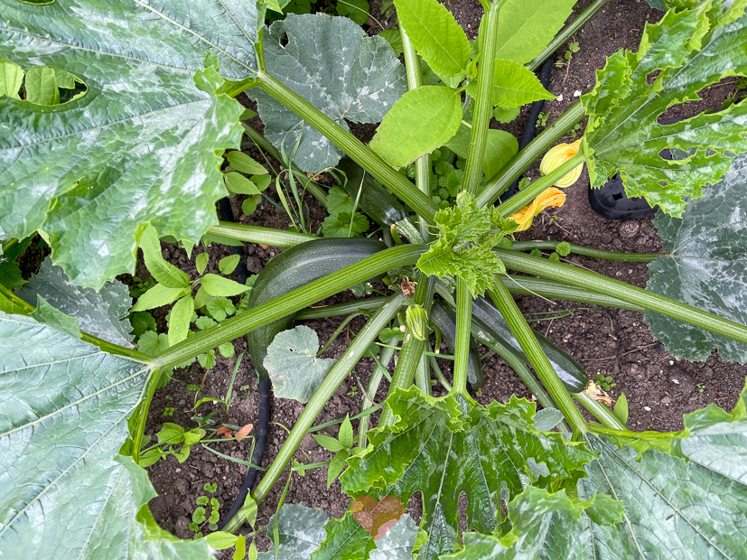 Een kijkje in de keuken week 28-2021