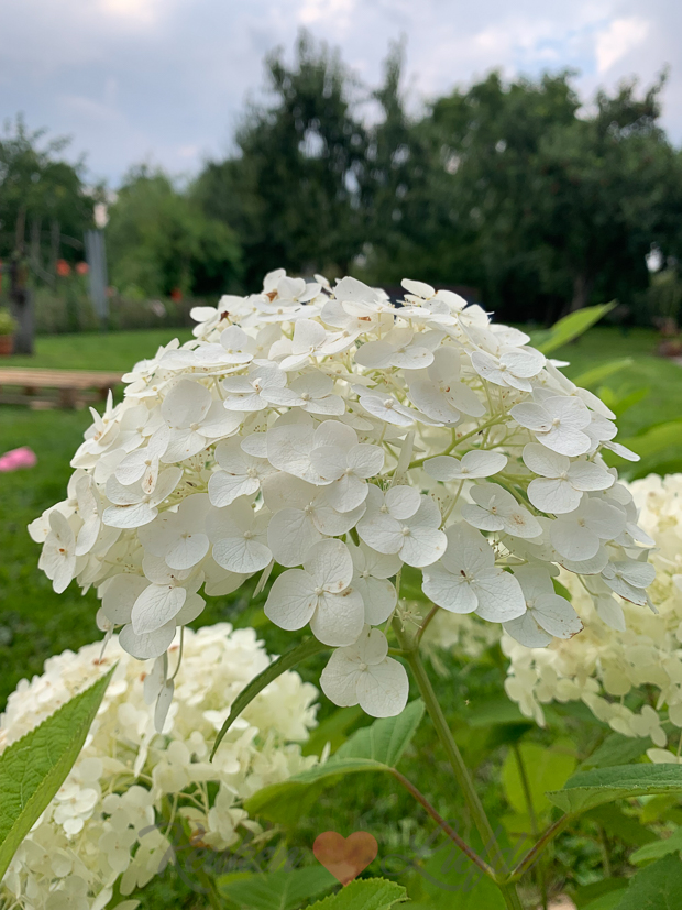 Een kijkje in de keuken week 32-2021