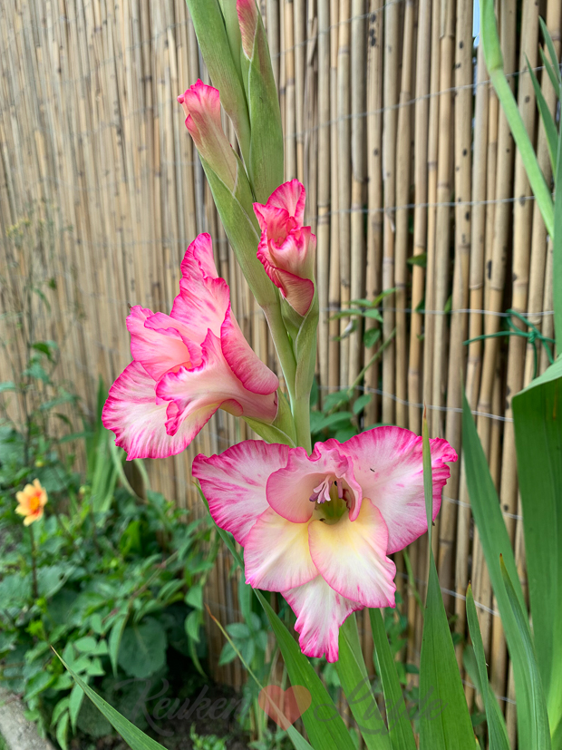 Een kijkje in de keuken week 32-2021