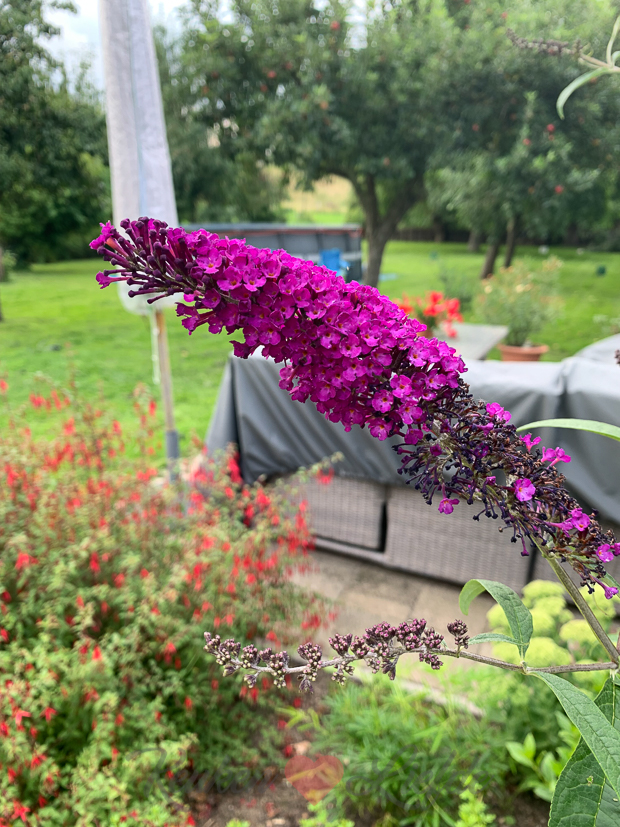 Een kijkje in de keuken week 32-2021