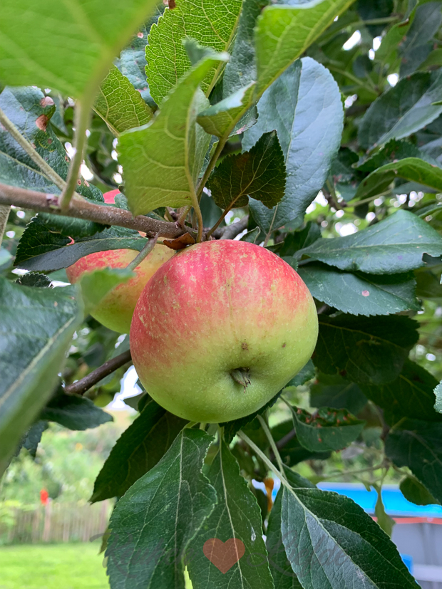 Een kijkje in de keuken week 32-2021