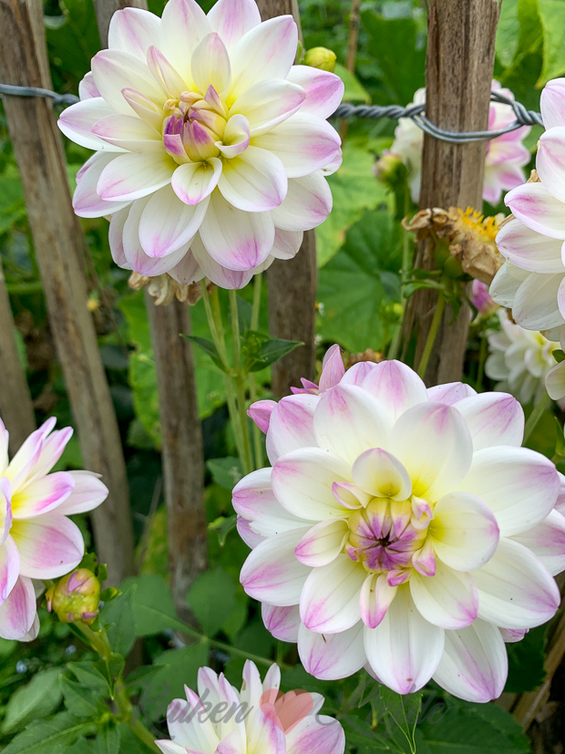 Een kijkje in de keuken week 32-2021