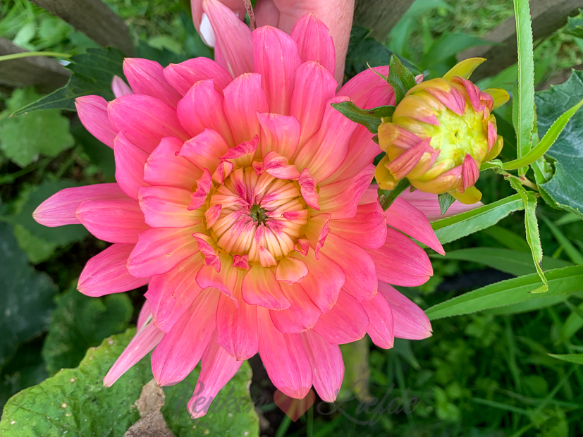 Een kijkje in de keuken week 32-2021