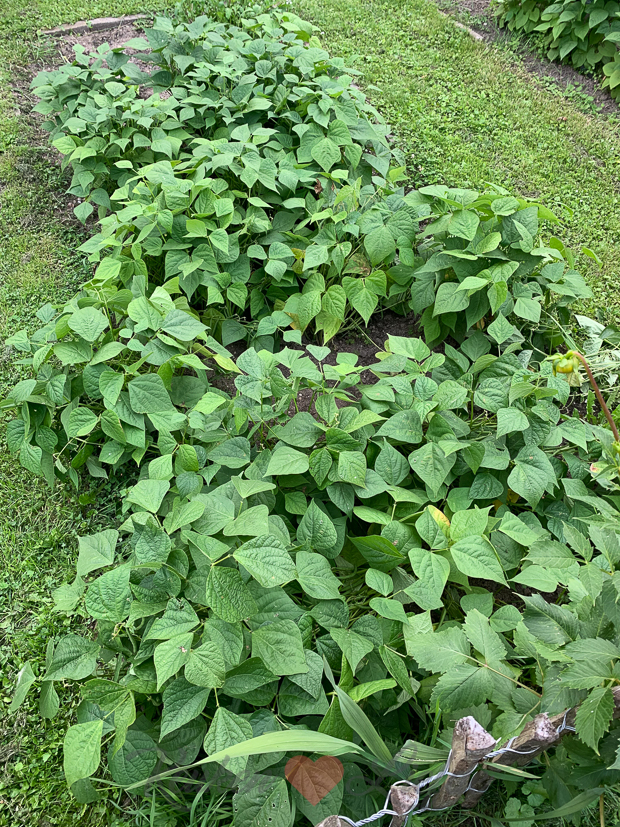Een kijkje in de keuken week 32-2021