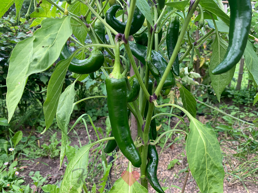 Een kijkje in de keuken week 32-2021
