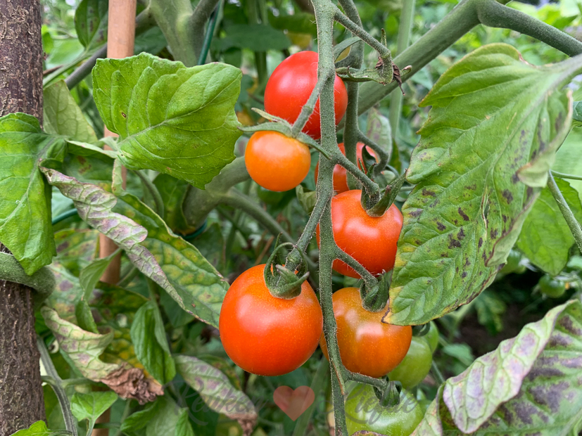 Een kijkje in de keuken week 32-2021