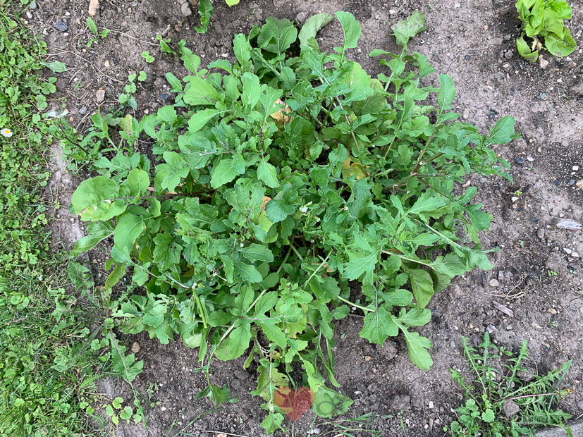 Een kijkje in de keuken week 32-2021