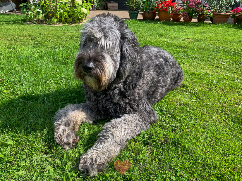 Een kijkje in de keuken week 33-2021