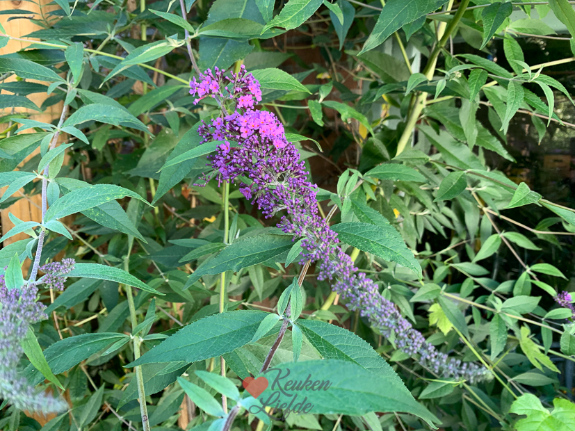 Een kijkje in de keuken week 26-2022