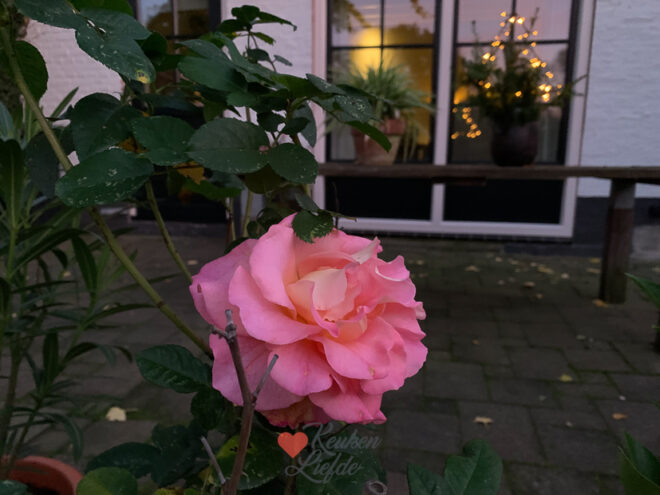 Een kijkje in de keuken week 46-2022