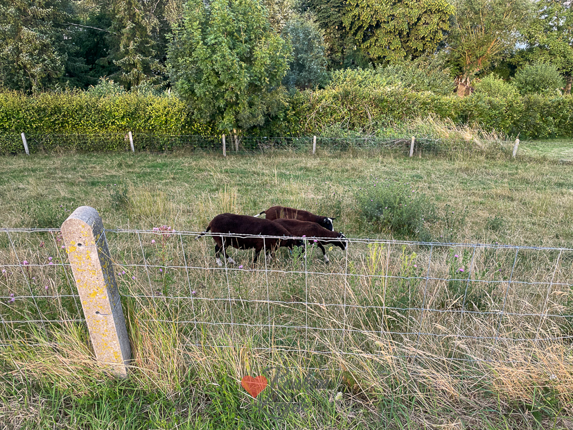 Een kijkje in de keuken week 28-2023