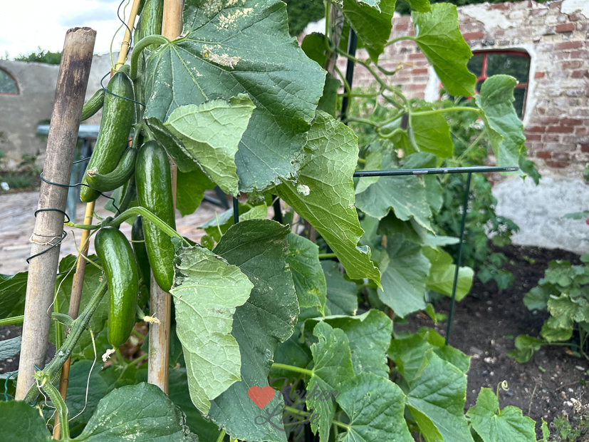 Een kijkje in de keuken week 28-2023