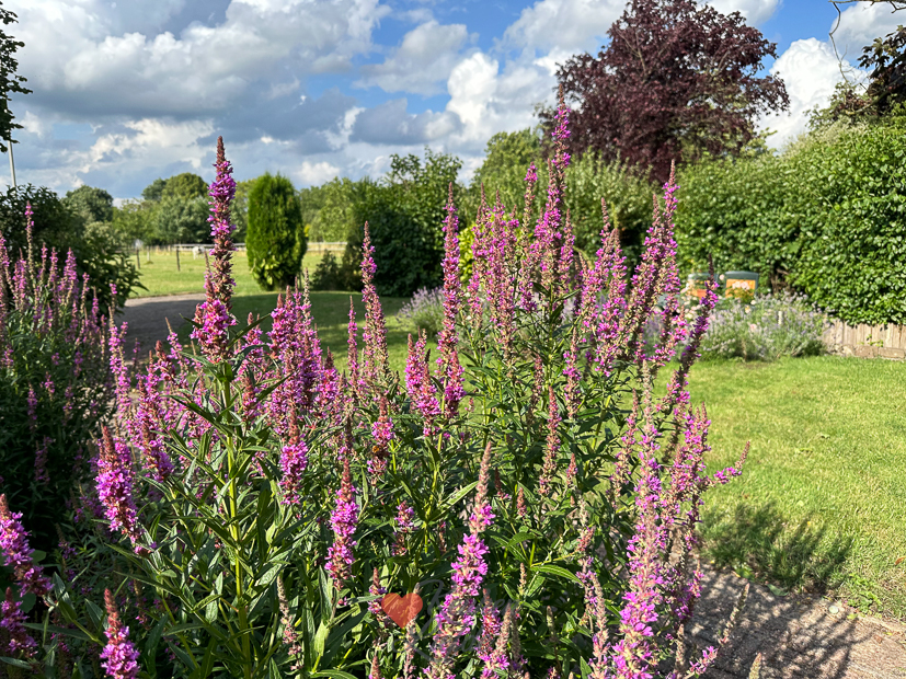 Een kijkje in de keuken week 28-2023