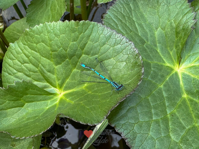 Een kijkje in de keuken week 21 2024