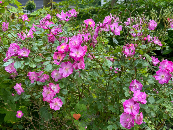 Een kijkje in de keuken week 21 2024