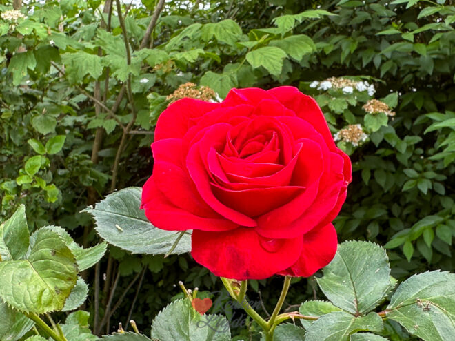 Een kijkje in de keuken week 21 2024