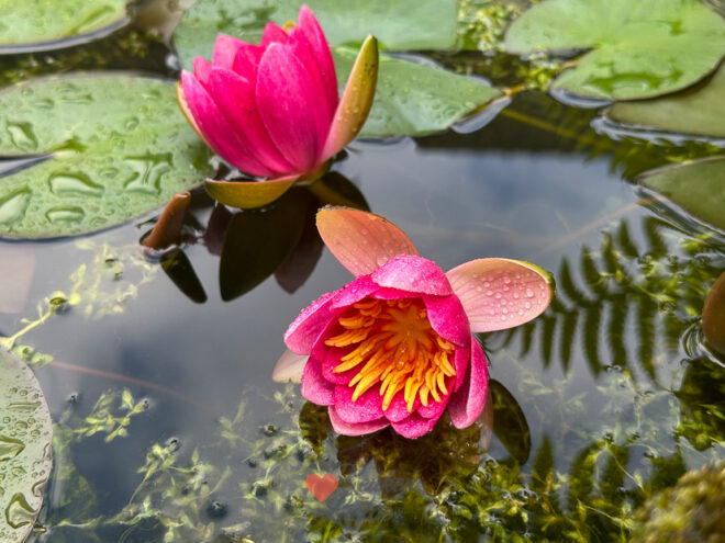 Een kijkje in de keuken week 22 2024