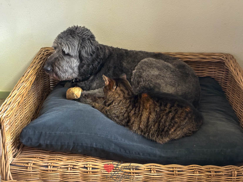 Een kijkje in de keuken week 2 2025