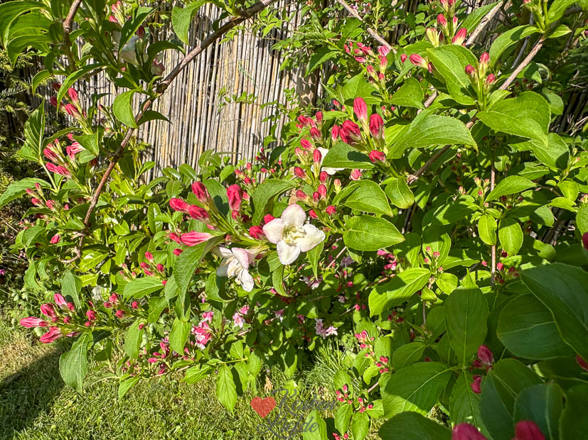 Een kijkje in de keuken week 18 2025